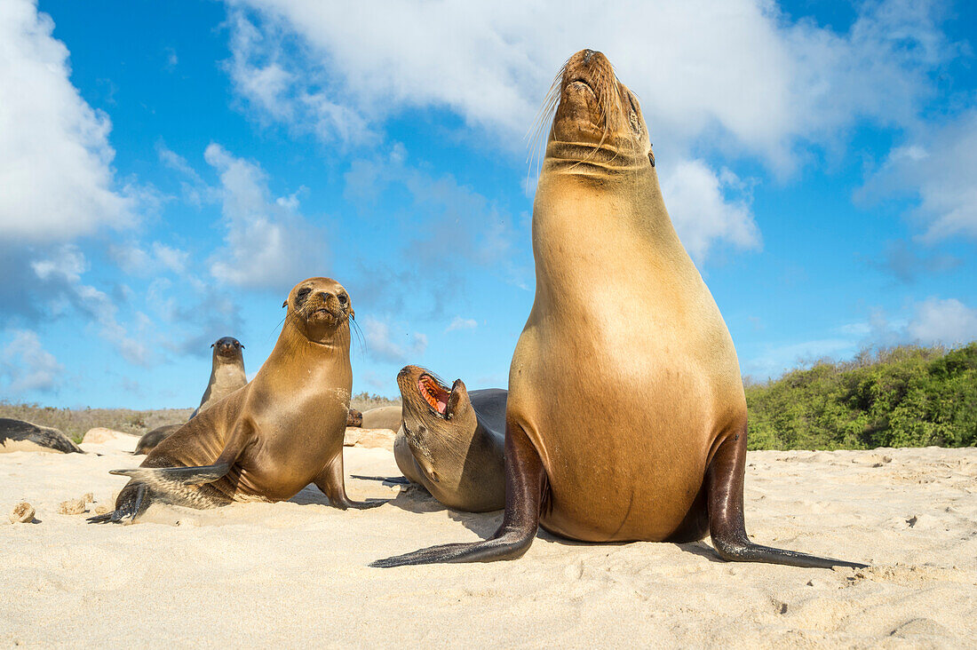 Galapagos Sea Lion (Zalophus wollebaeki) group on beach, Santa Fe Island, Galapagos Islands, Ecuador