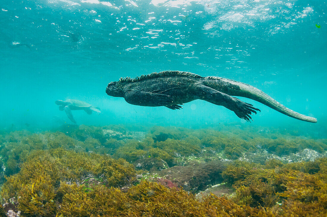 Marine Iguana (Amblyrhynchus cristatus) and Green Sea Turtle (Chelonia mydas), Cape Douglas, Fernandina Island, Galapagos Islands, Ecuador