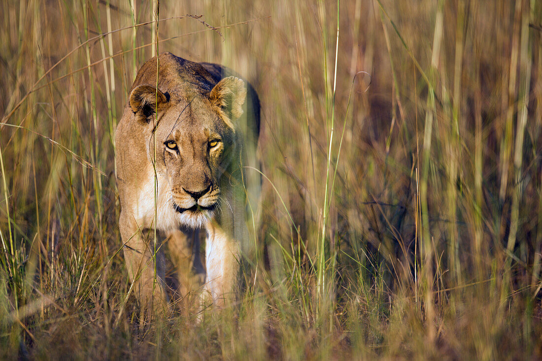 African Lion (Panthera leo) six year old female, Kafue National Park, Zambia