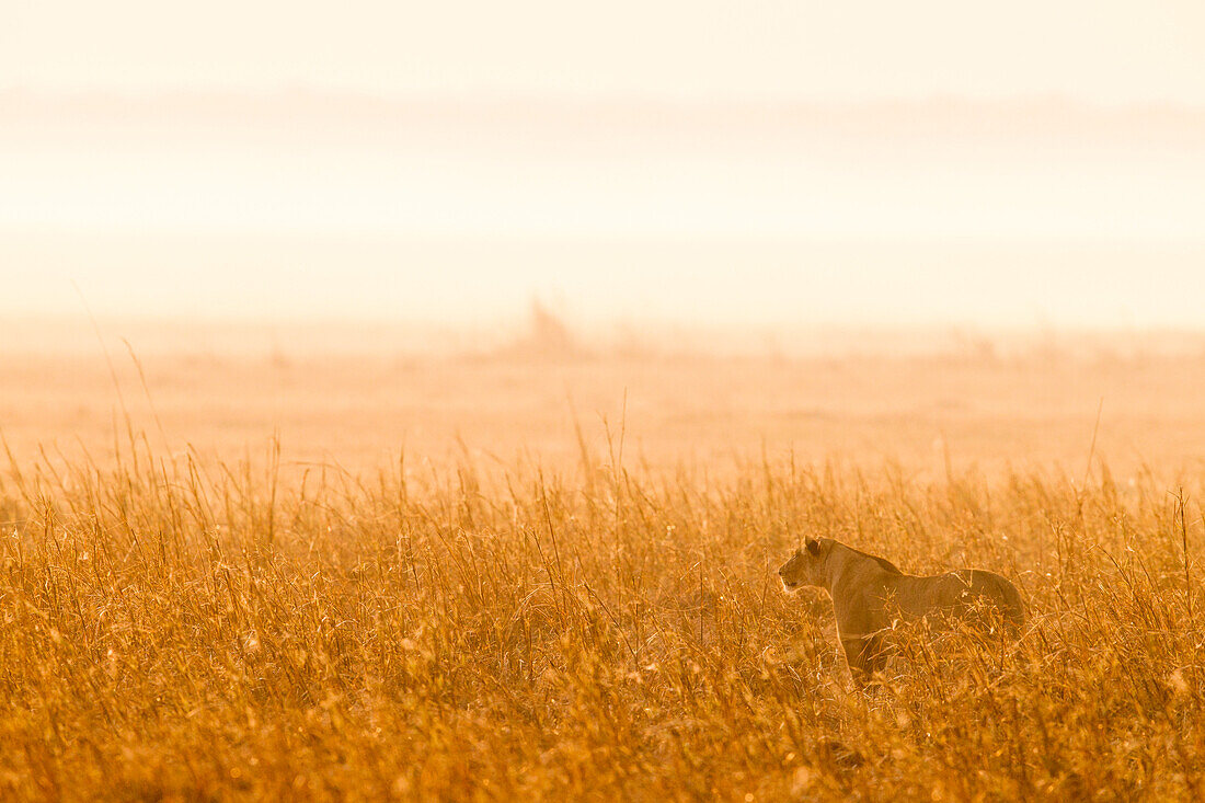African Lion (Panthera leo) three year old female in savanna, Busanga Plains, Kafue National Park, Zambia
