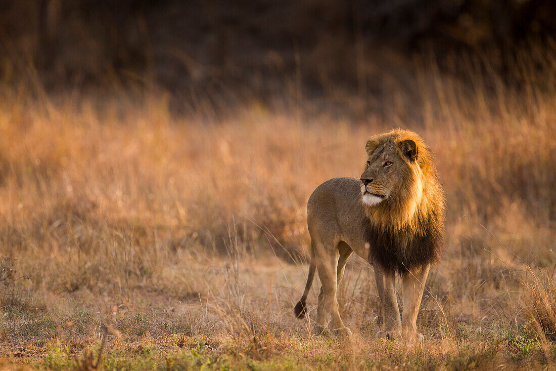 African Lion (Panthera leo) six year old male in savanna, Kafue National Park, Zambia