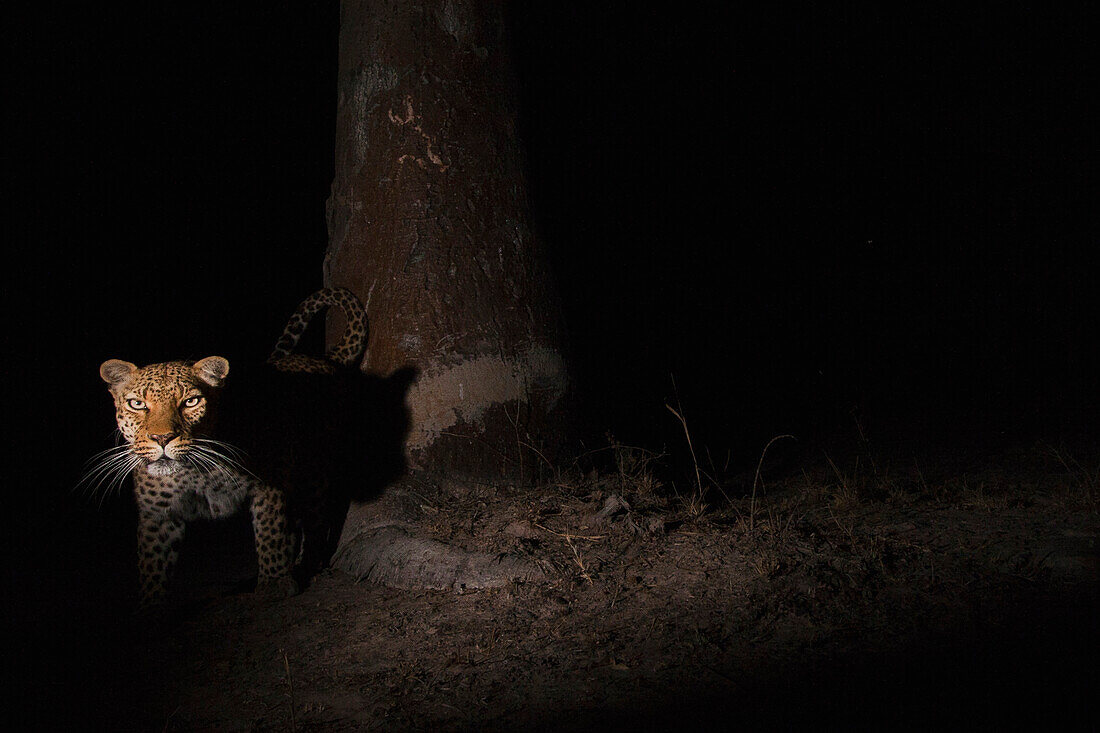 Leopard (Panthera pardus) male at scent-marking spray-tree at night, Kafue National Park, Zambia