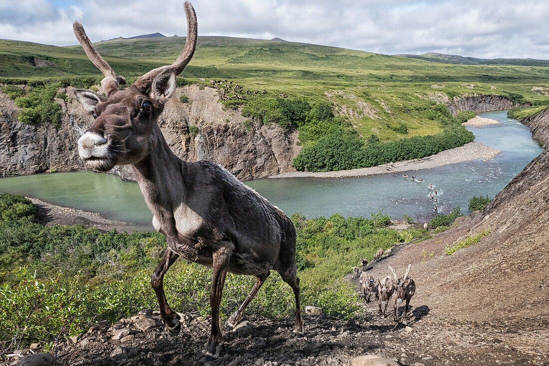 Caribou (Rangifer tarandus) porcupine herd crossing river valley, Yukon, Canada