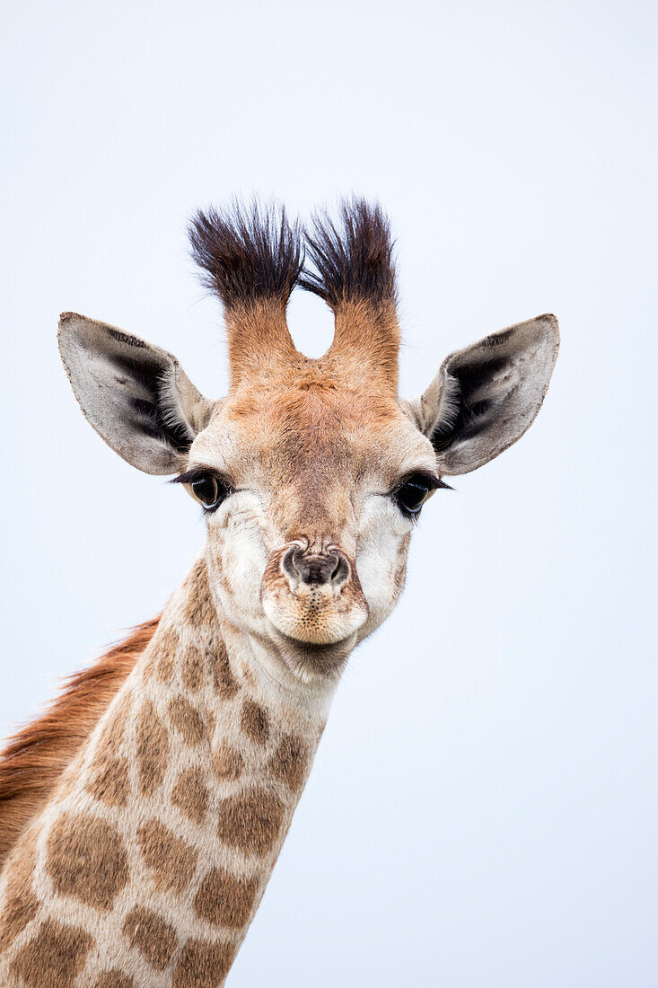 Northern Giraffe (Giraffa camelopardalis) sub-adult, Itala Game Reserve, KwaZulu-Natal, South Africa