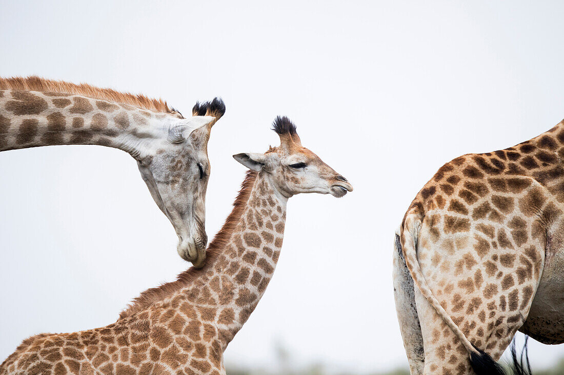 Northern Giraffe (Giraffa camelopardalis) mother nuzzling calf, Itala Game Reserve, KwaZulu-Natal, South Africa