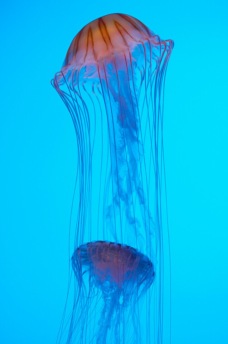 Sea Nettle (Chrysaora quinquecirrha) jelly in aquarium, Georgia