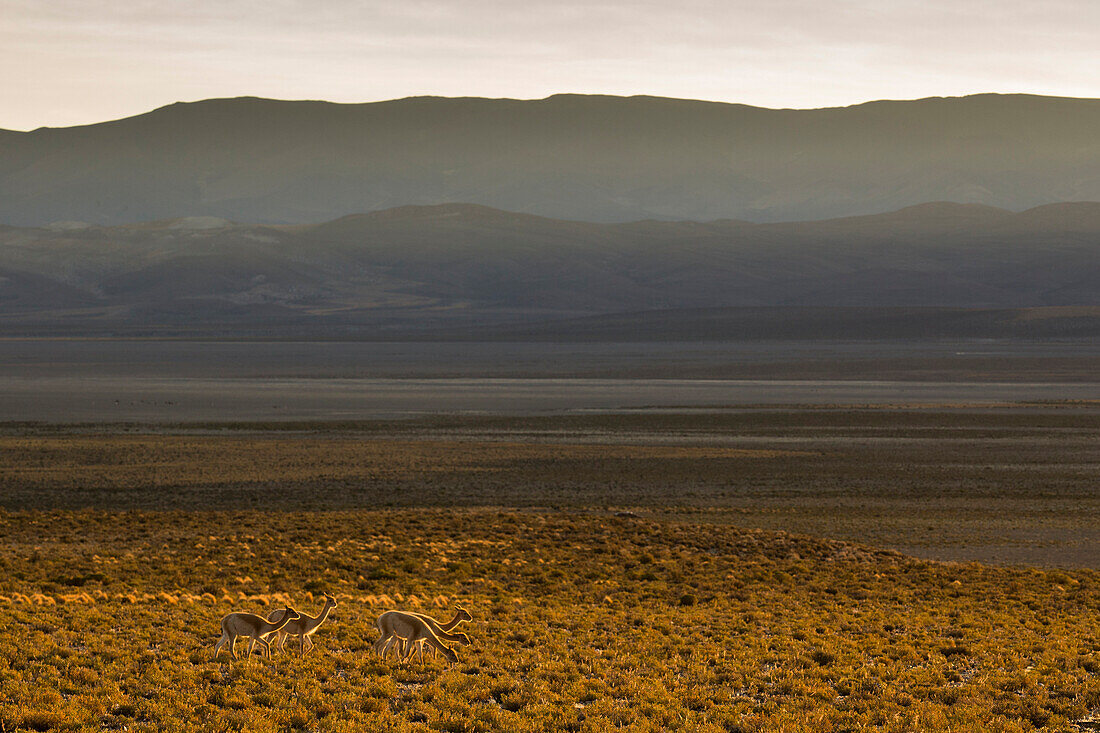 Vicuna (Vicugna vicugna) group in dry puna grassland, Abra Granada, Andes, northwestern Argentina