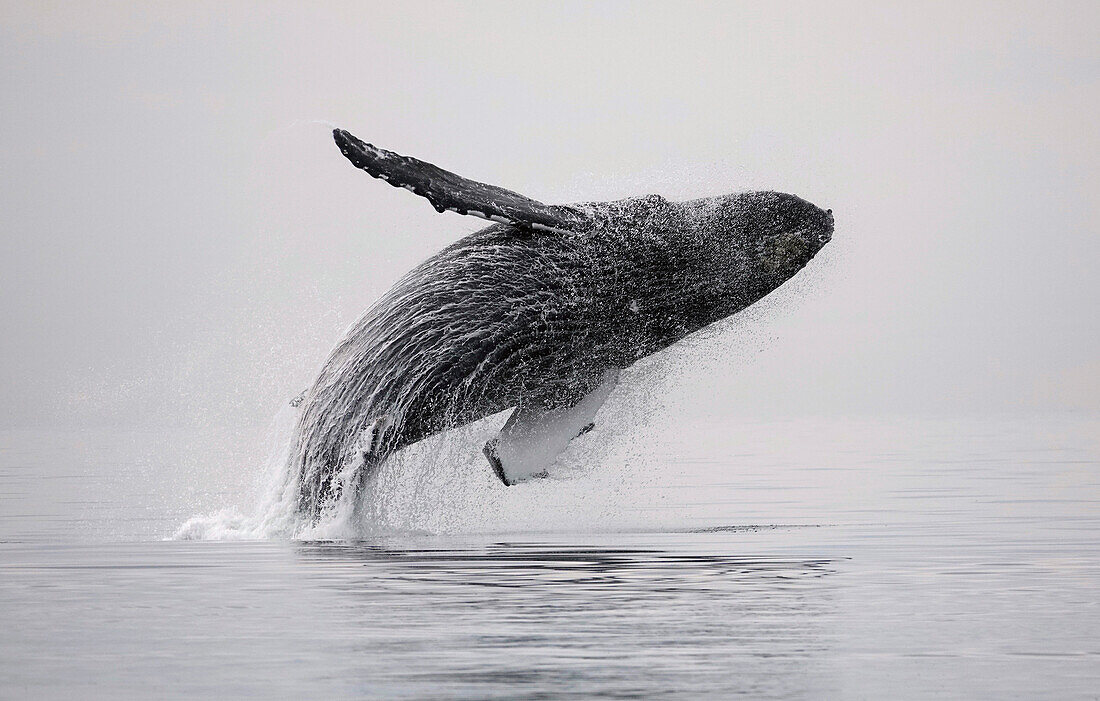 Humpback Whale (Megaptera novaeangliae) breaching, southeast Alaska