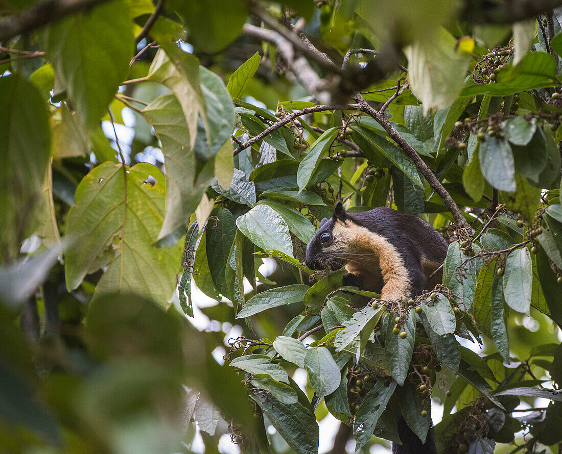 Black Giant Squirrel (Ratufa bicolor), Kaeng Krachan National Park, Thailand