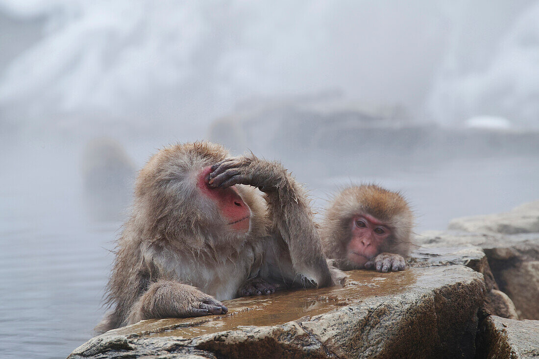 Japanese Macaque (Macaca fuscata) parent in hot spring with juvenile, Jigokudani, Nagano, Japan