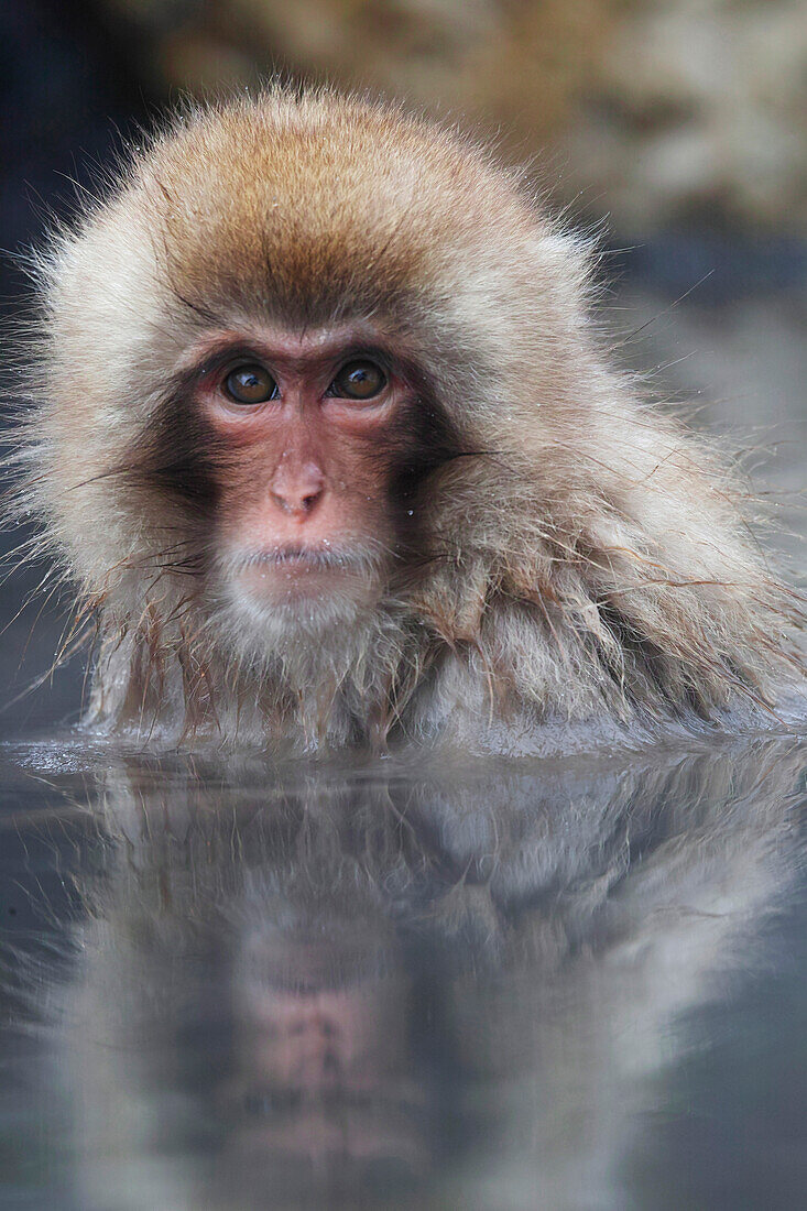 Japanese Macaque (Macaca fuscata) juvenile in hot spring, Jigokudani, Nagano, Japan