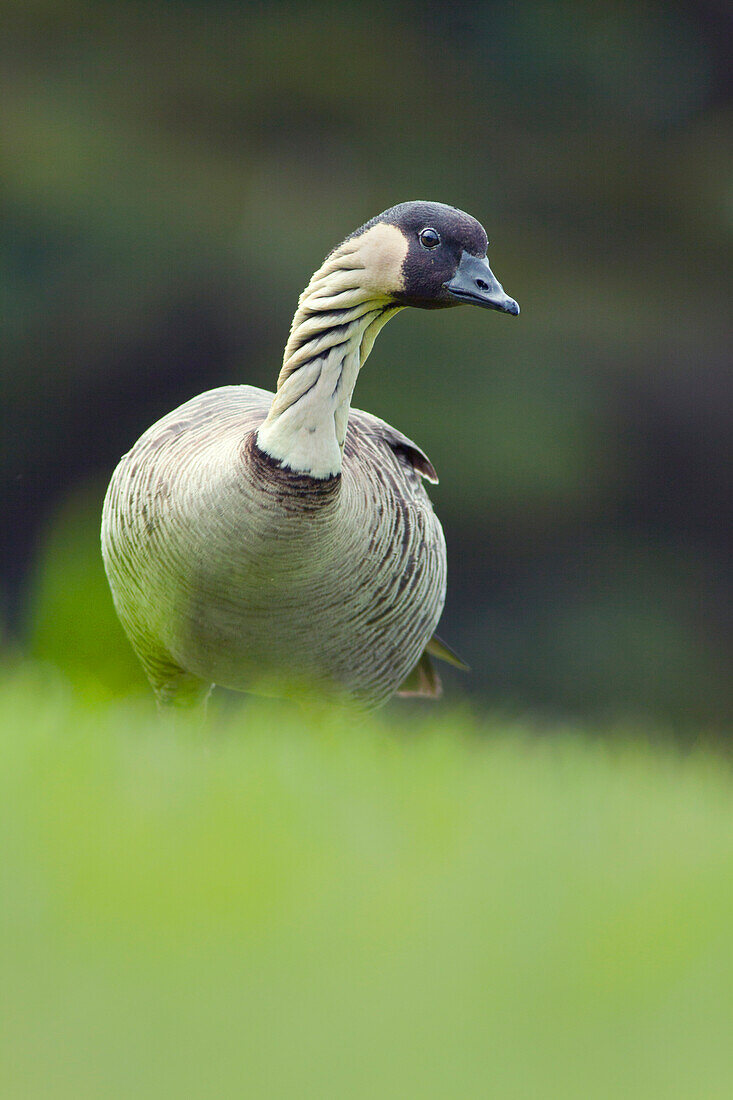 Nene (Branta sandvicensis) goose, Wailoa River State Recreation Area, Big Island, Hawaii