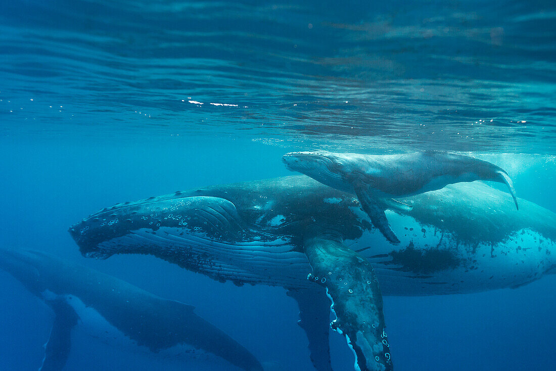 Humpback Whale (Megaptera novaeangliae) mother and newborn calf, Tonga