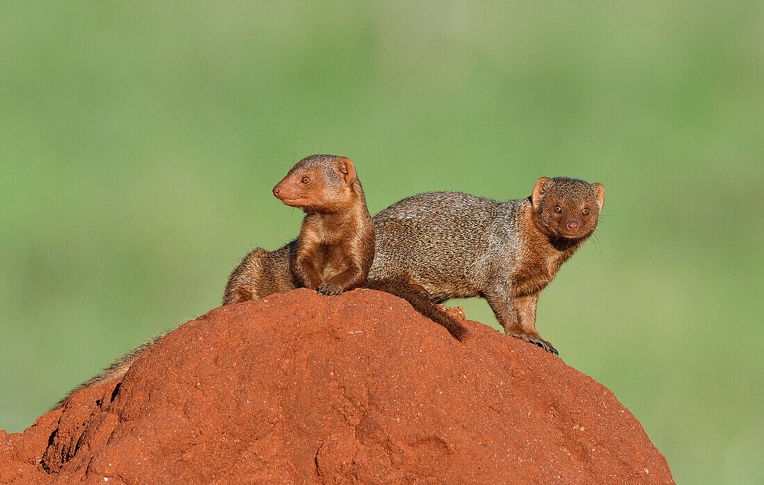 Dwarf Mongoose (Helogale parvula) pair on termite mound, Tsavo East National Park, Kenya