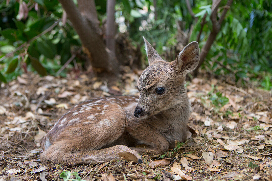 Mule Deer (Odocoileus hemionus) three day old orphaned fawn, Kindred Spirits Fawn Rescue, Loomis, California