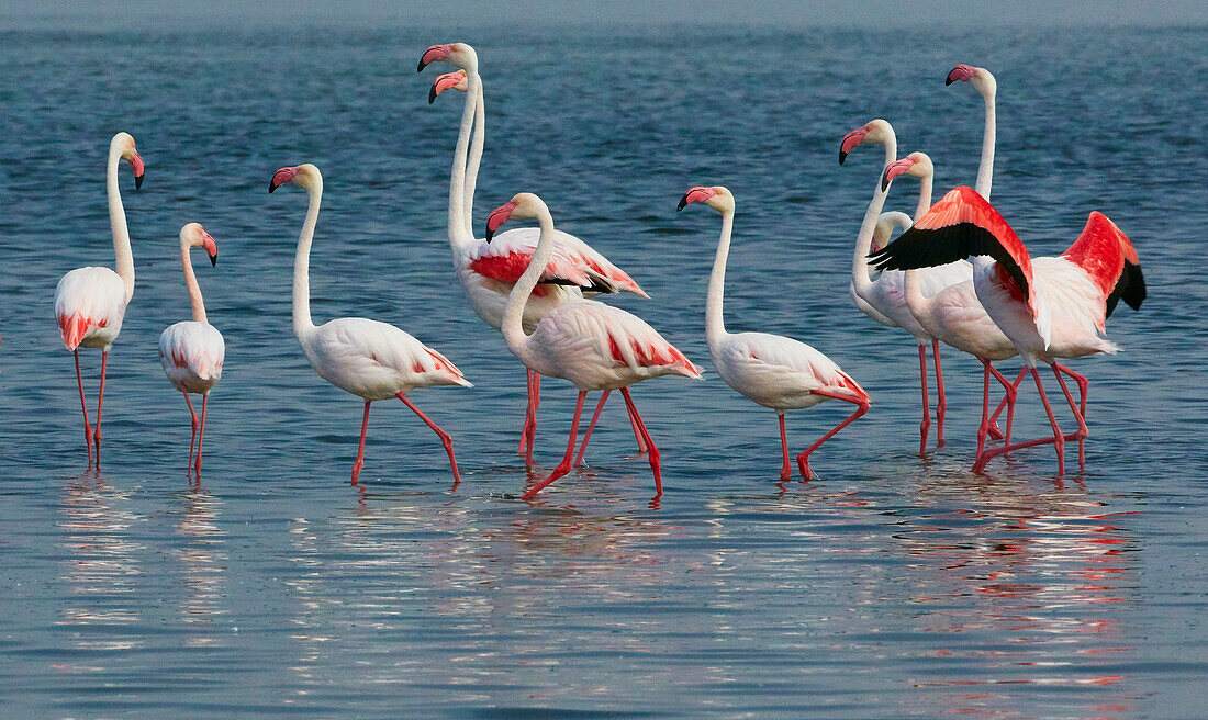 European Flamingo (Phoenicopterus roseus) group wading in lake, Walvis Bay, Namibia