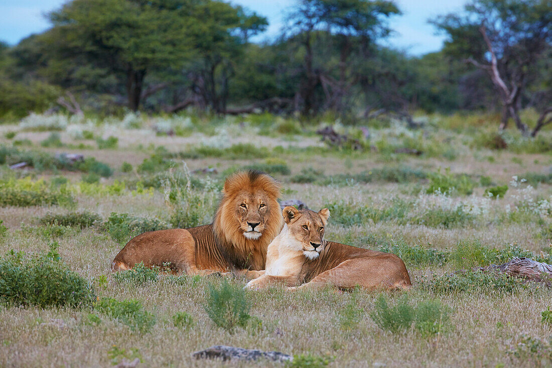 African Lion (Panthera leo) male and female in savanna, Etosha National Park, Namibia