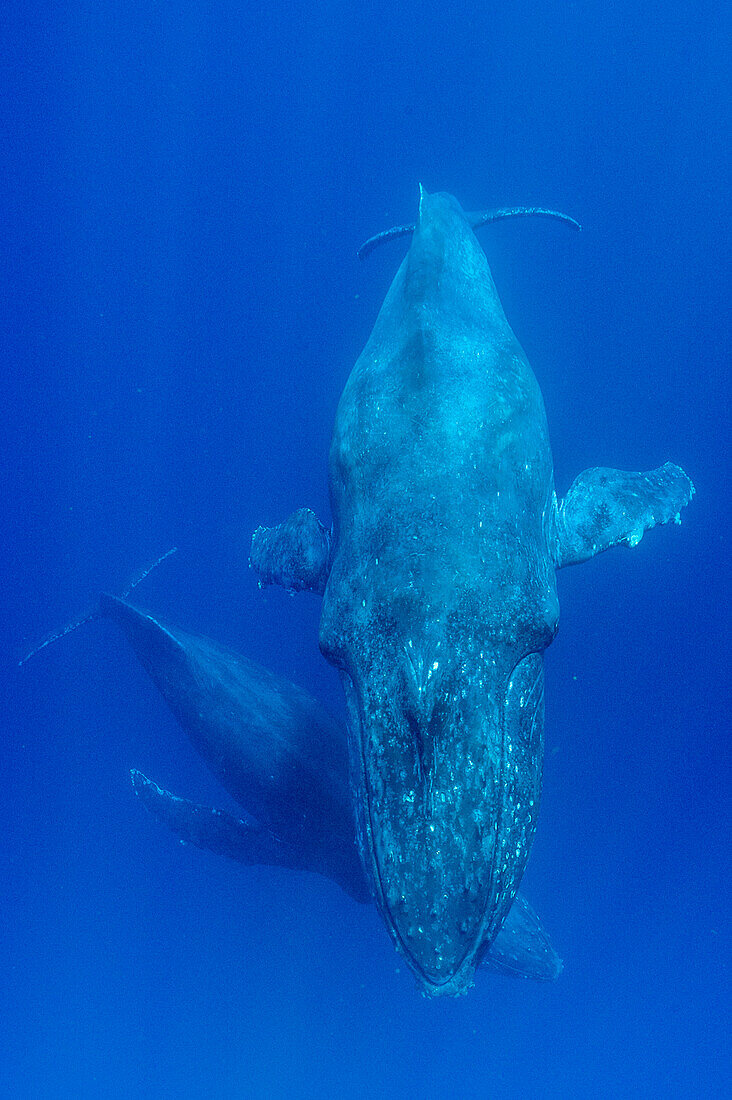 Humpback Whale (Megaptera novaeangliae) mother and calf, Maui, Hawaii