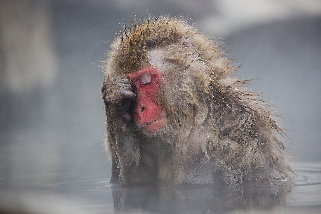 Japanese Macaque (Macaca fuscata) in hot spring, Jigokudani, Nagano, Japan