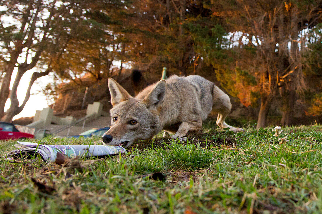 Coyote (Canis latrans) female grabbing newspaper, San Francisco, Bay Area, California