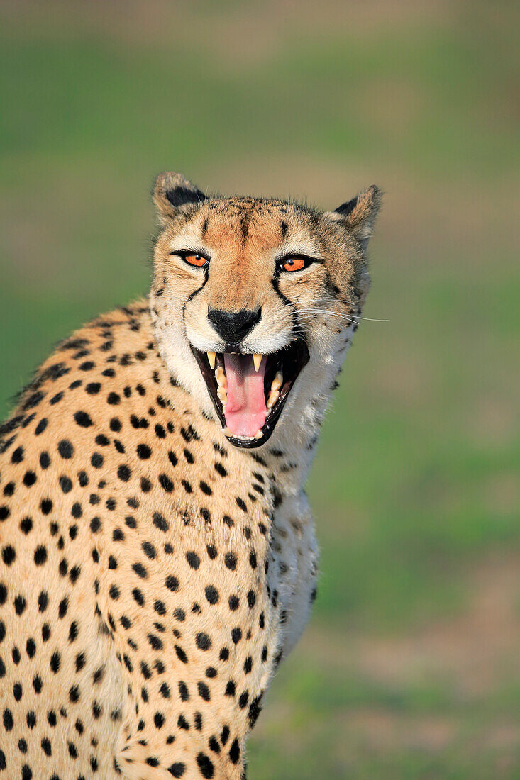 Cheetah (Acinonyx jubatus) in defensive posture, Sabi-sands Game Reserve, South Africa