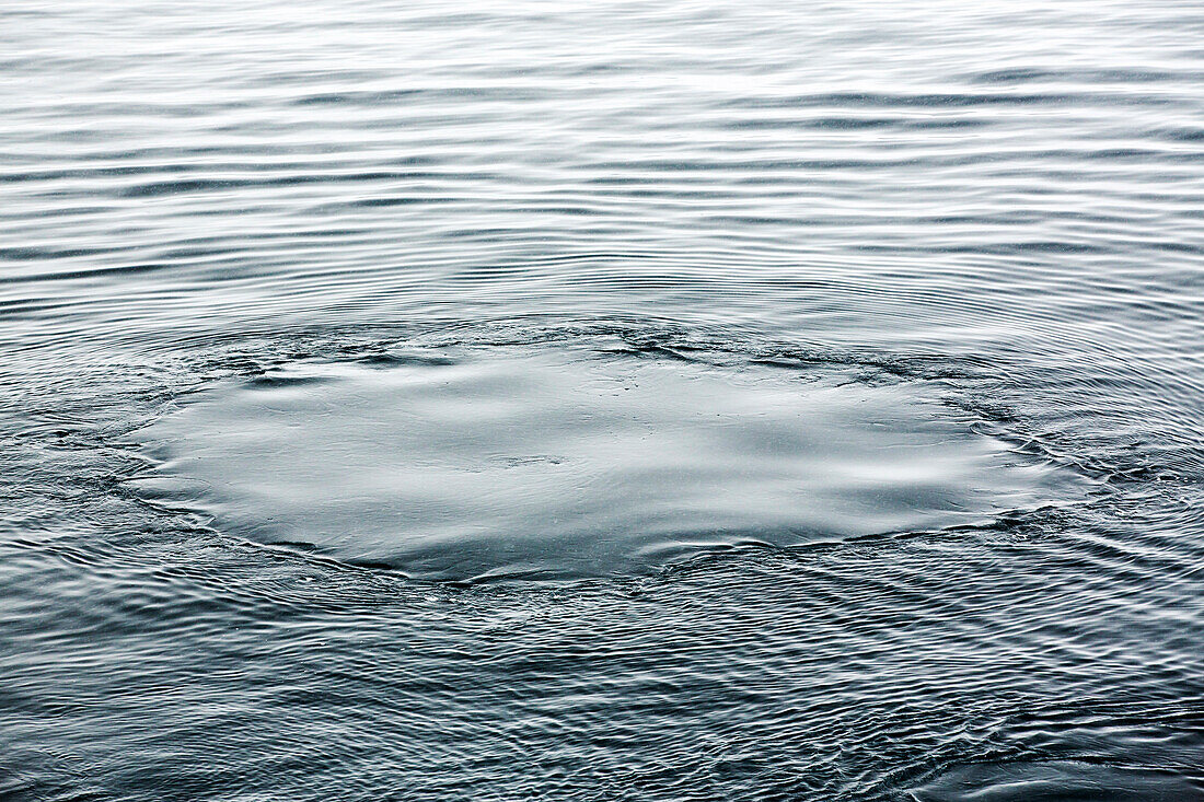 A Whales footprint, left after surfacing by Humpback Whales (Megaptera novaeangliae) feeding on Krill in Wilhelmena Bay, Antarctic Peninsula. The whales migrate here in the summer to feed on the Krill. Krill numbers have declined by over 50%. They feed on