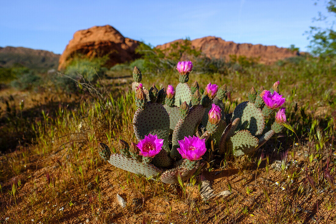 Beautiful nature photograph of blooming cacti with flowers, Valley of Fire State Park, Nevada, USA