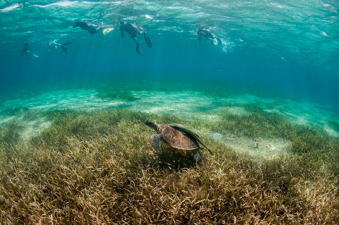 Group of snorkelers with turtle underwater off coast of Roatan Island reef, Honduras