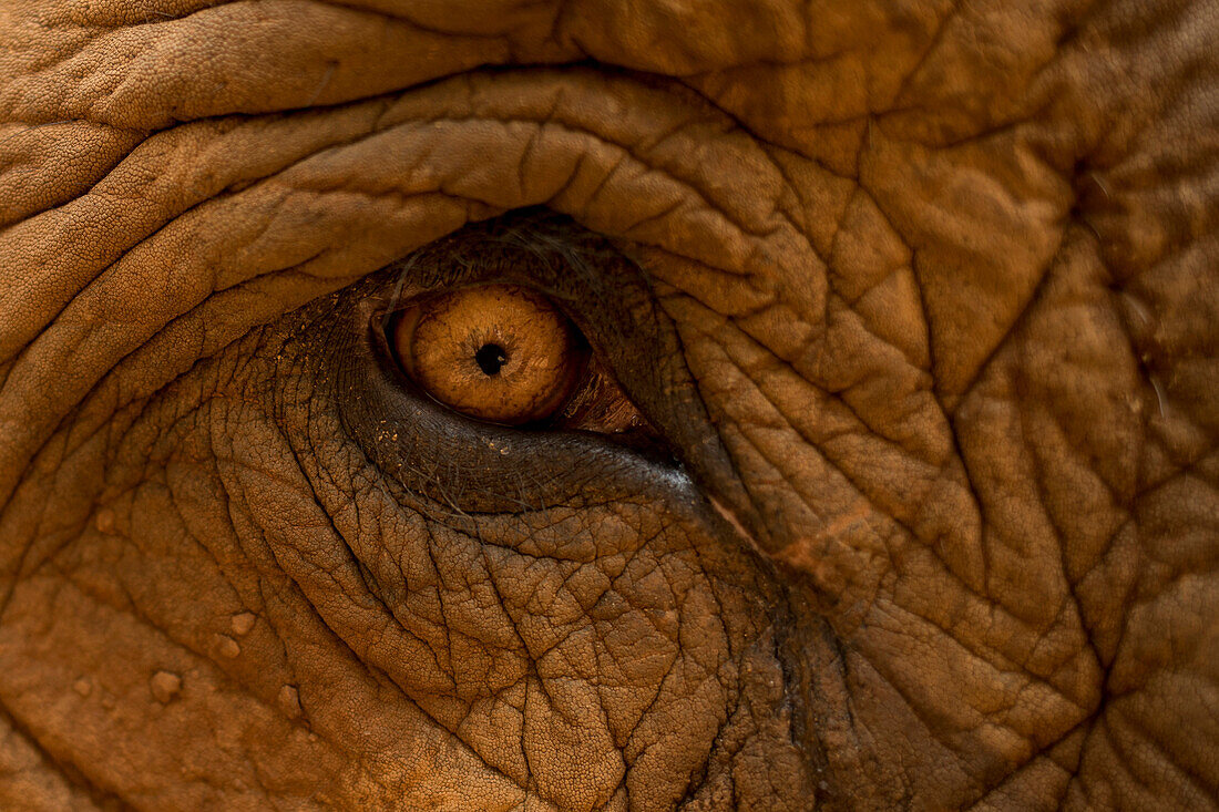 Amazing eye of Asian Elephant (Elephas maximus), Chiang Mai, Thailand