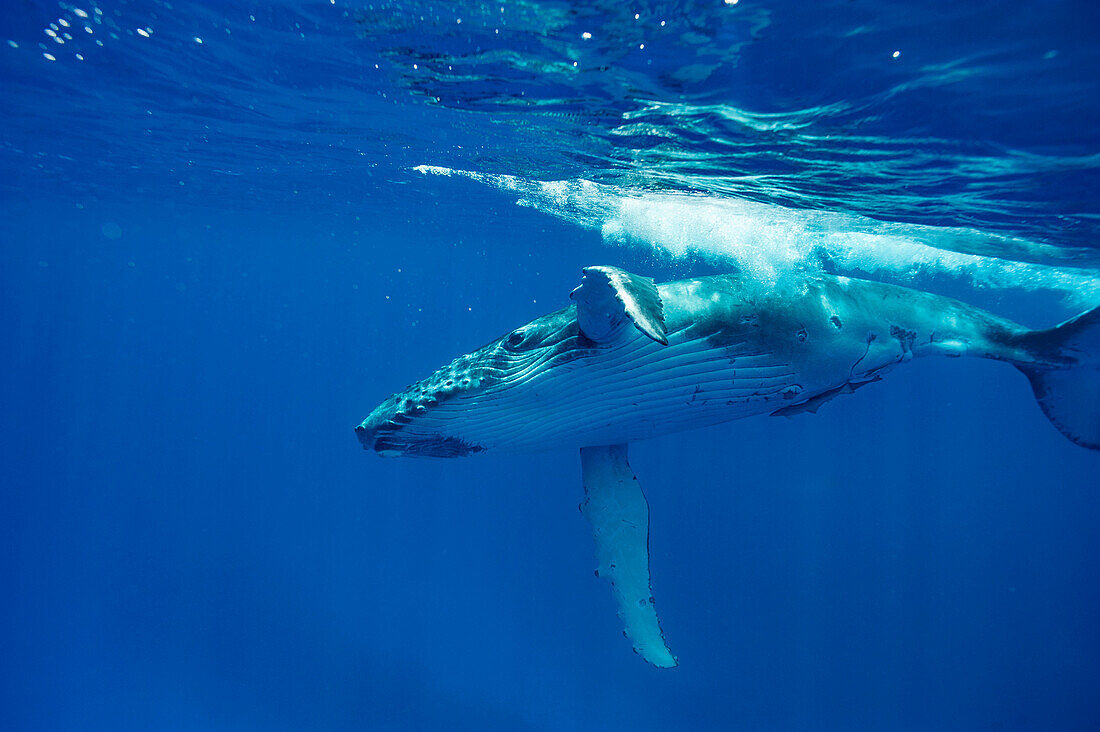 Humpback whales swimming in ocean, Kingdom of Tonga, Ha'apai Island group, Tonga