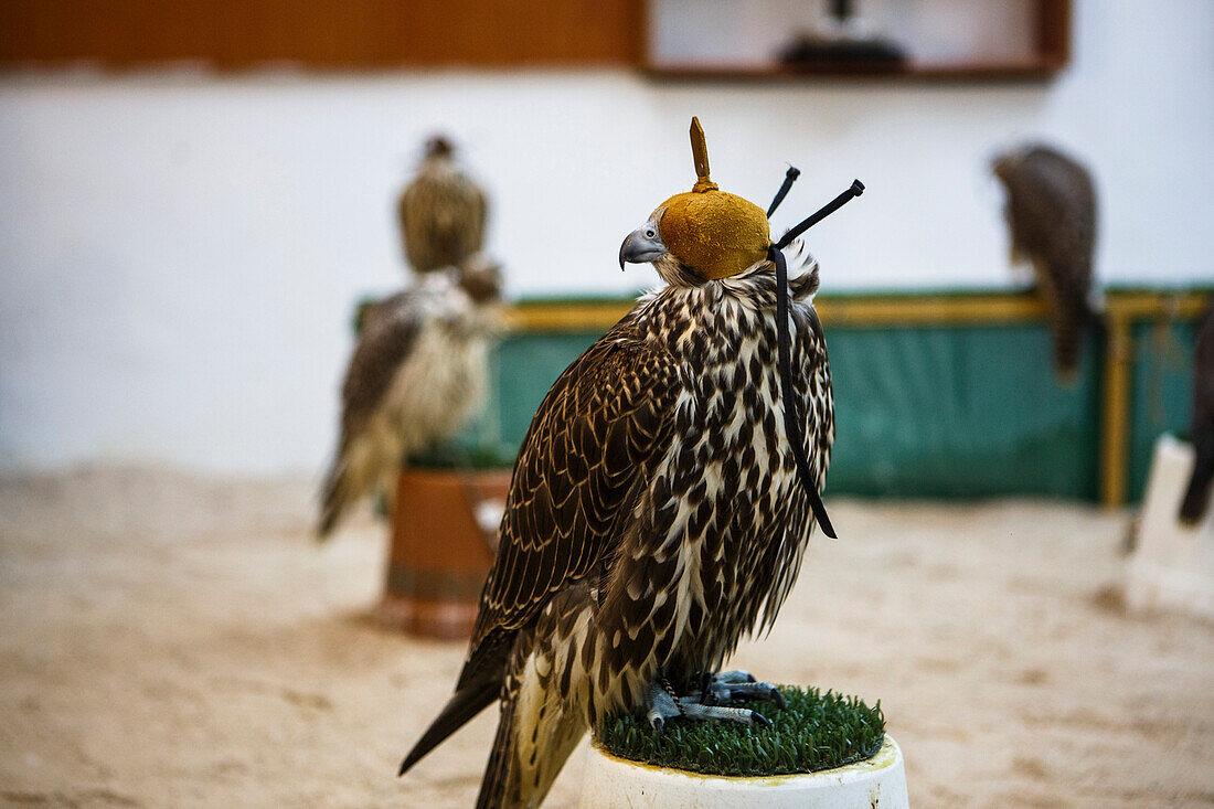 Falcon at falcon market, Falcon Souk, Doha, Qatar