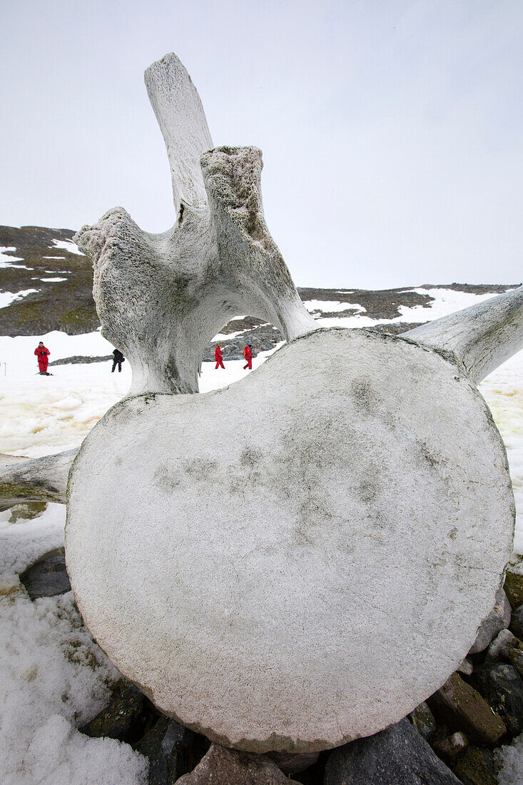 Photograph of whale vertebrae, Curverville Island on the Antarctic Peninsula, which is one of the fastest warming places on the planet, with a whale vertebrae.