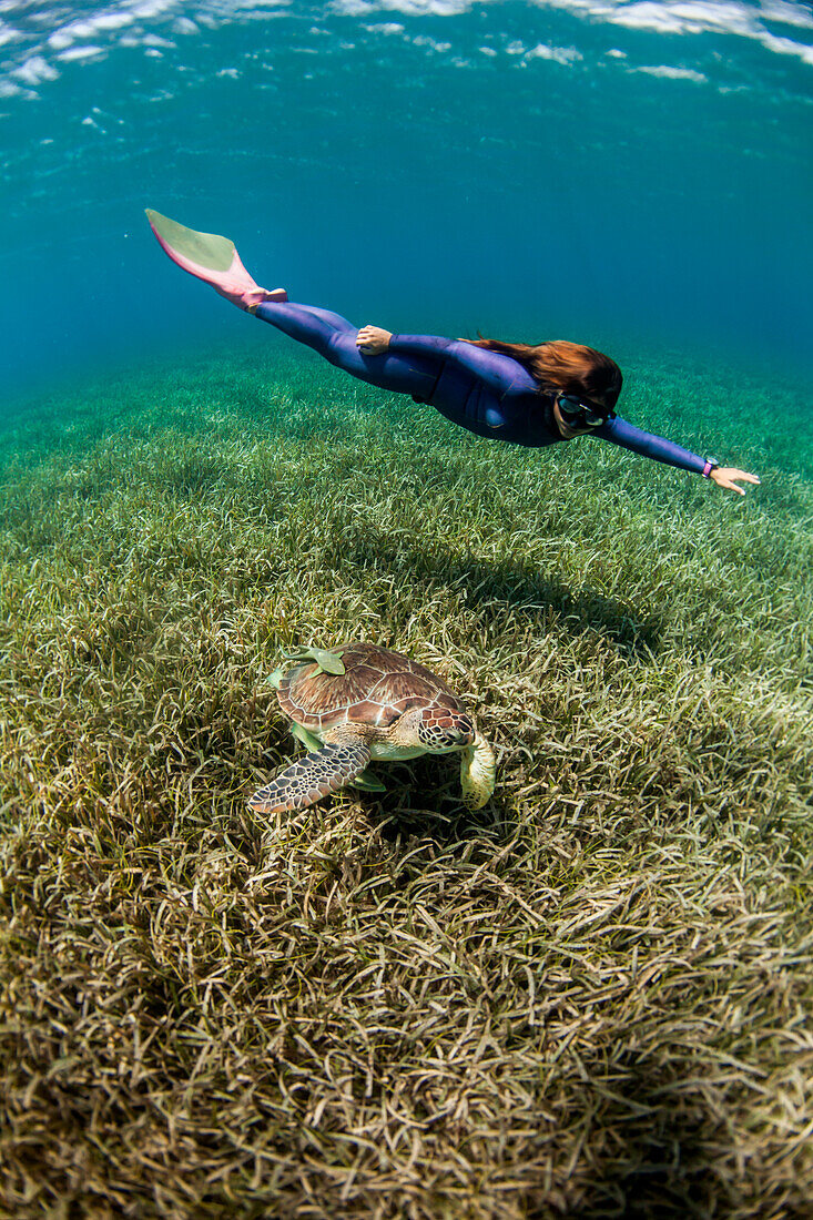 Woman freediving with turtle underwater, West End, West Bay, Roatan, Honduras