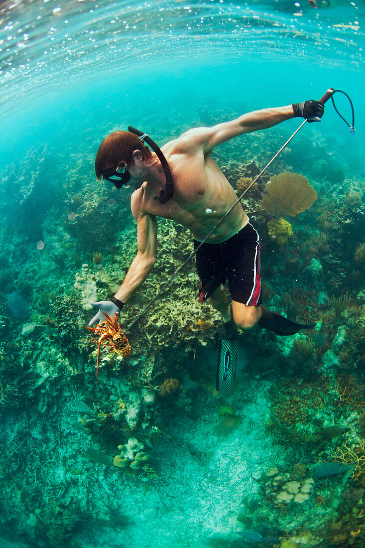 A man holds a speared Lobster underwater in the Caribbean.
