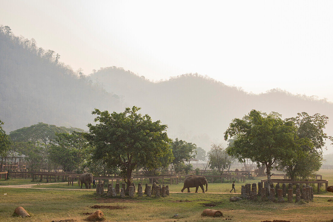 Elephants and mahouts crossing park to get morning drink from river, Chiang Mai, Thailand