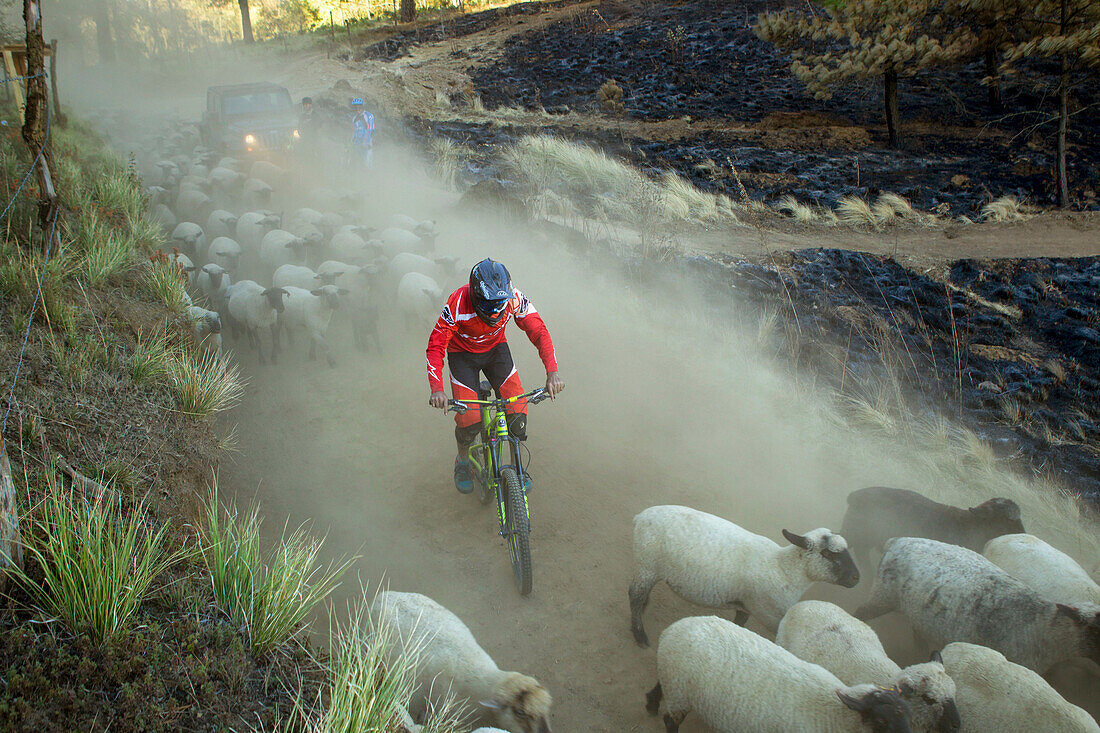 Biker riding in dust between flock of moving sheep, Tenango, State of Mexico, Mexico