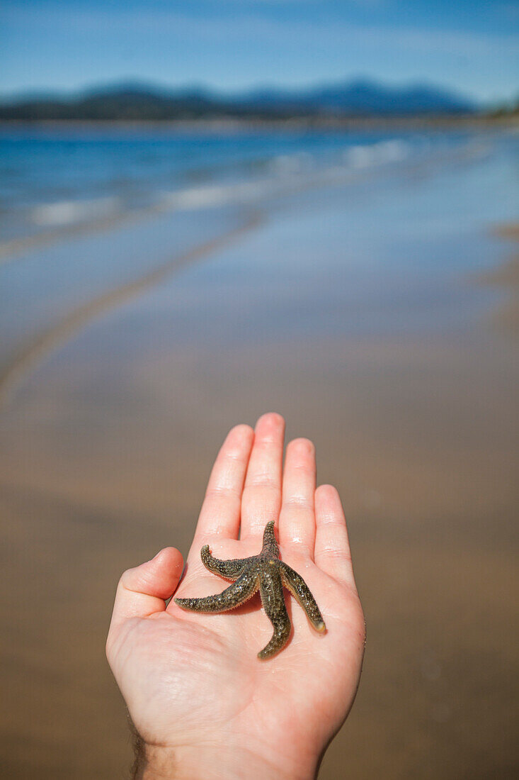 Close-up of hand of person holding starfish at beach