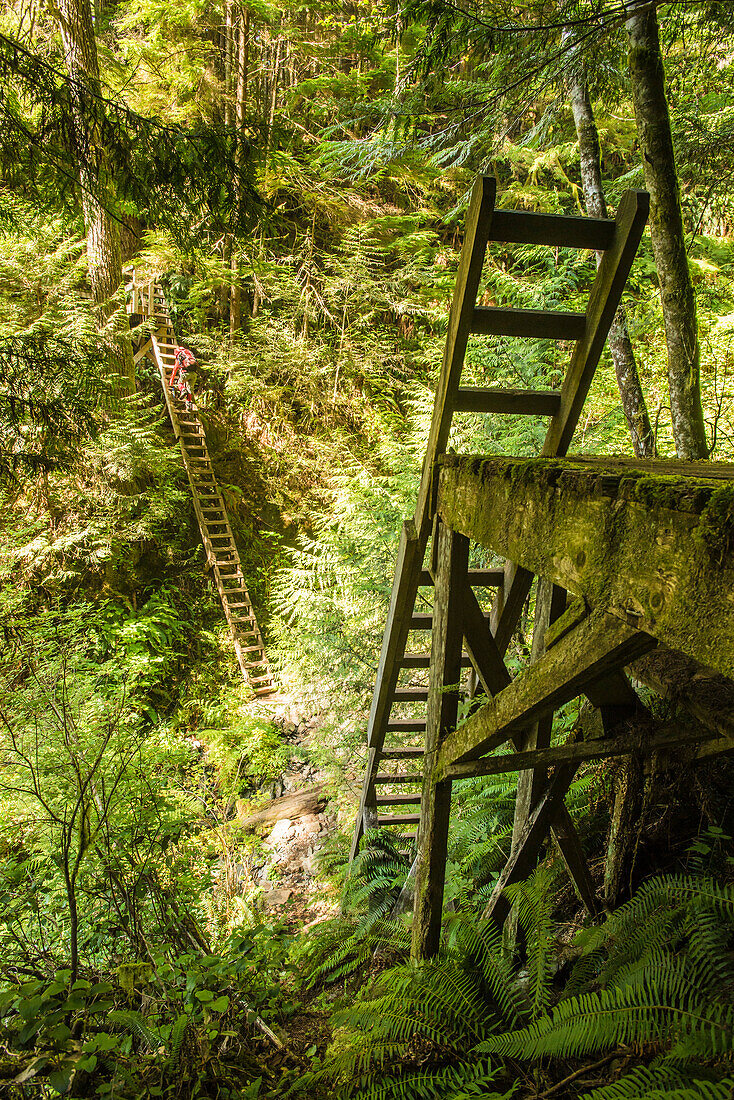 A mid adult woman climbs one of the many ladders found along the West Coast Trail in Pacific Rim National Park on Vancouver Island, British Columbia, Canada