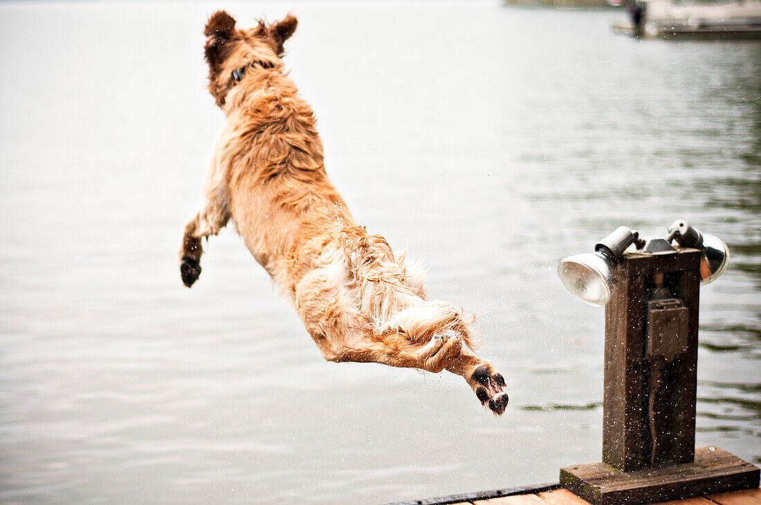 Golden retriever dog in mid-air after jumping into water from jetty