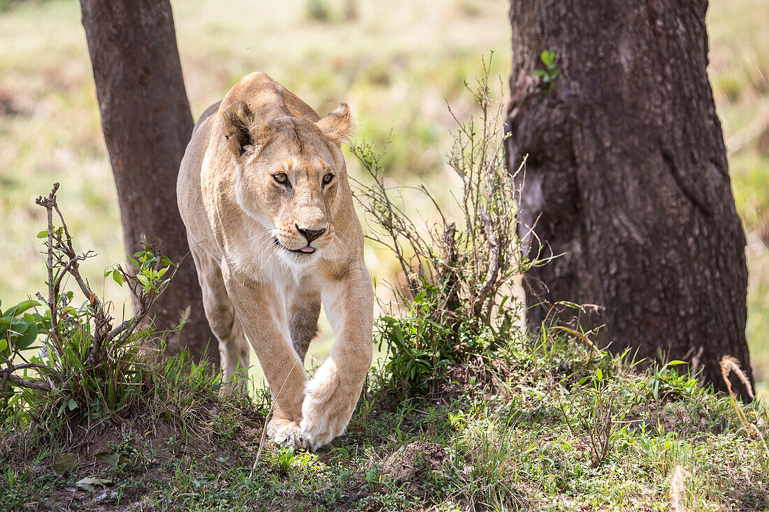 Front view of single lioness (Panthera leo) walking near trees, Masai Mara National Reserve, Kenya