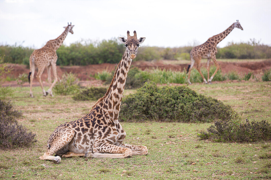 Beautiful nature photograph of group of three giraffes, Masai Mara National Reserve, Kenya