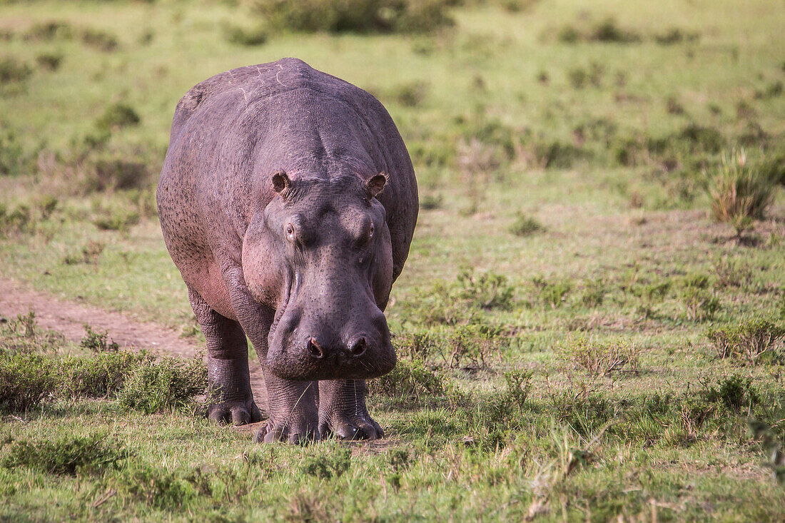 Nature photograph with front view of hippopotamus (Hippopotamus amphibius), Masai Mara National Reserve, Kenya