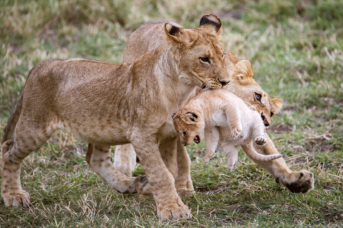 Beautiful nature photograph of two young lions (Panthera leo) playing with younger cub, Masai Mara National Reserve, Kenya