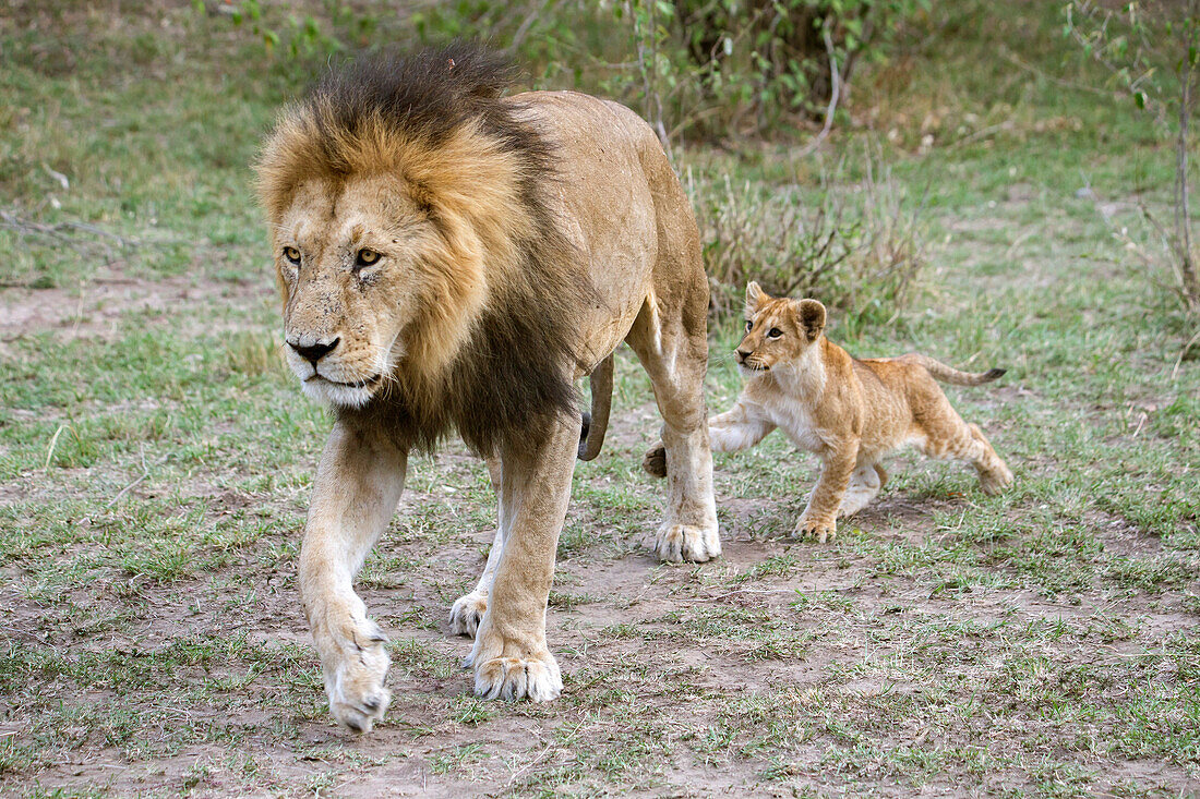 Male lion (Panthera leo) walking and cub following, Masai Mara National Reserve, Kenya