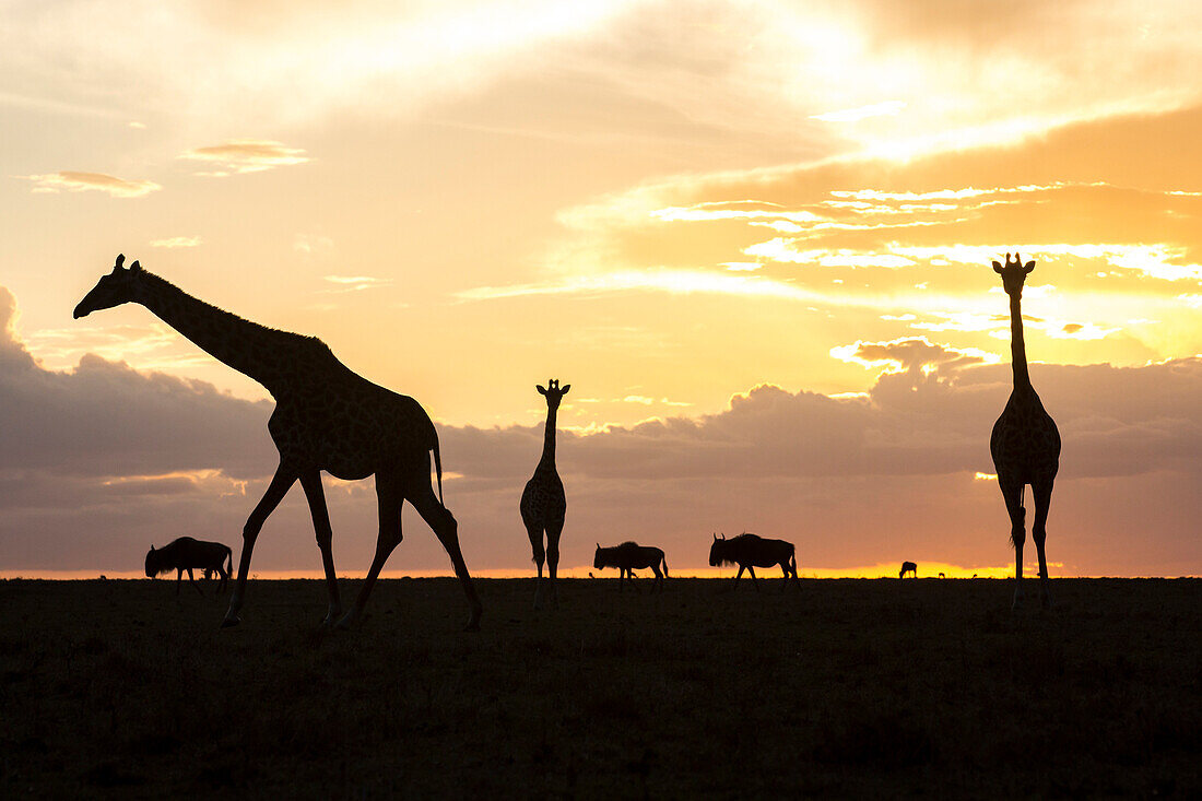 Tranquil scene with giraffes and wildebeests silhouetted at sunset, Masai Mara National Reserve, Kenya