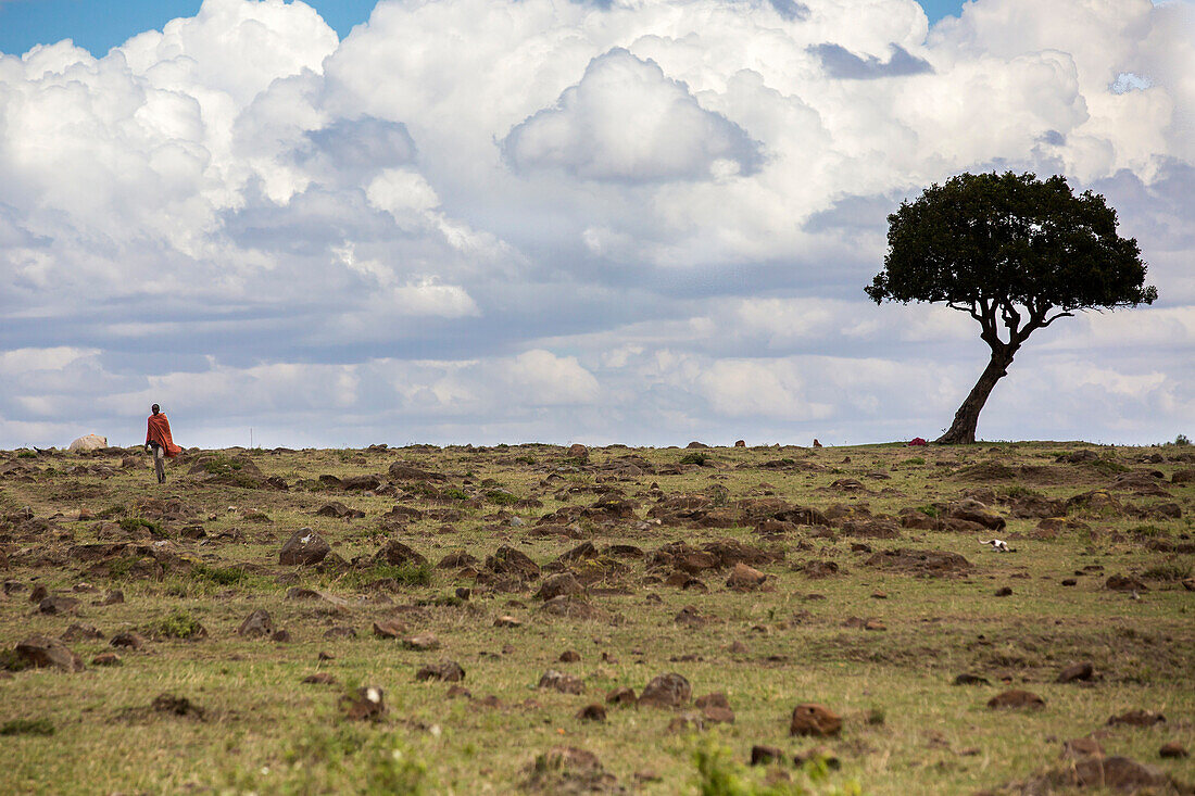 Distant view of lone Masai man walking in savannah, Masai Mara National Reserve, Kenya