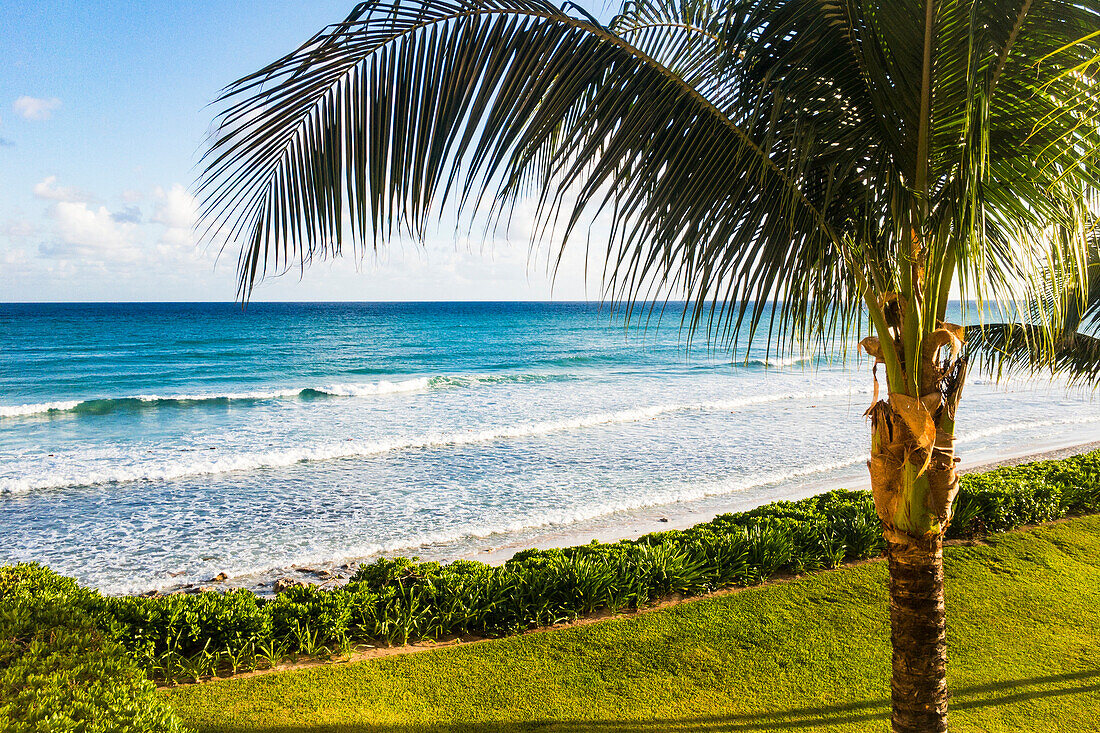 Palm tree near beach edge as waves breaking late in day in Puerto Morelos, Yucatan Peninsula, Mexico