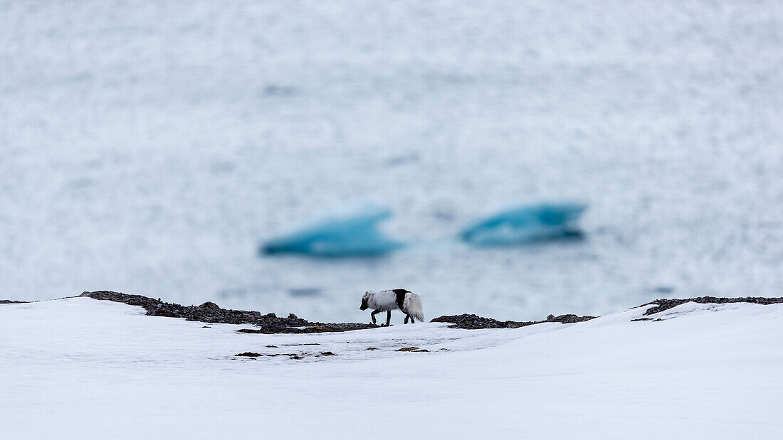 Side view of lone Arctic fox (Alopex lagopus) walking on snow with Arctic Ocean in background, Ny-Alesund, Spitsbergen, Svalbard and Jan Mayen, Norway