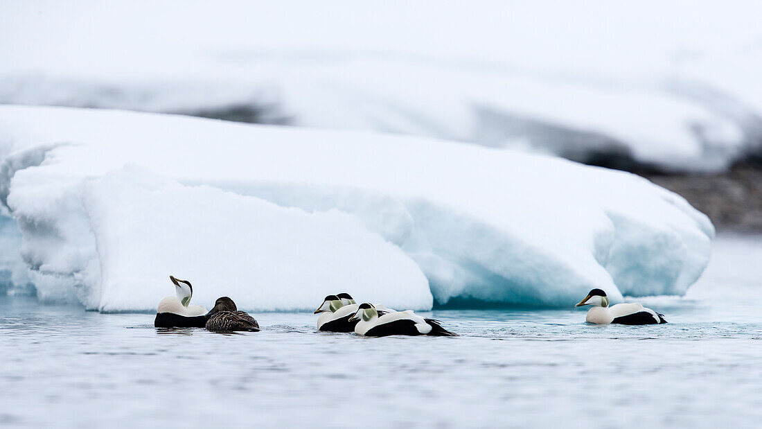 Beautiful Arctic nature photograph with group of common eiders (Somateria mollissima) swimming in Arctic Ocean, Spitsbergen, Svalbard and Jan Mayen, Norway