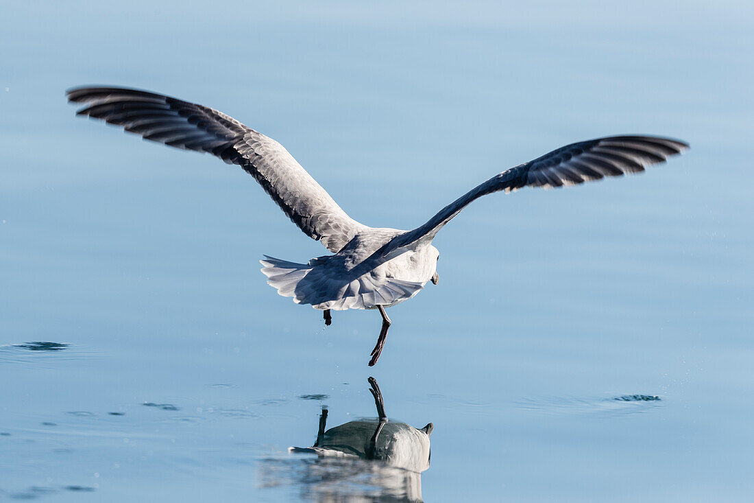 Rear view of northern fulmar (fulmarus glacialis) taking off from Arctic Ocean, Ny-Alesund, Spitsbergen, Svalbard and Jan Mayen, Norway